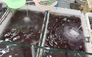 小龙虾吃多了会怎么样，孕妇小龙虾吃多了会怎么样